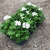 PELARGON 12 CM STARRY WHITE 1X8 MÅLSTA